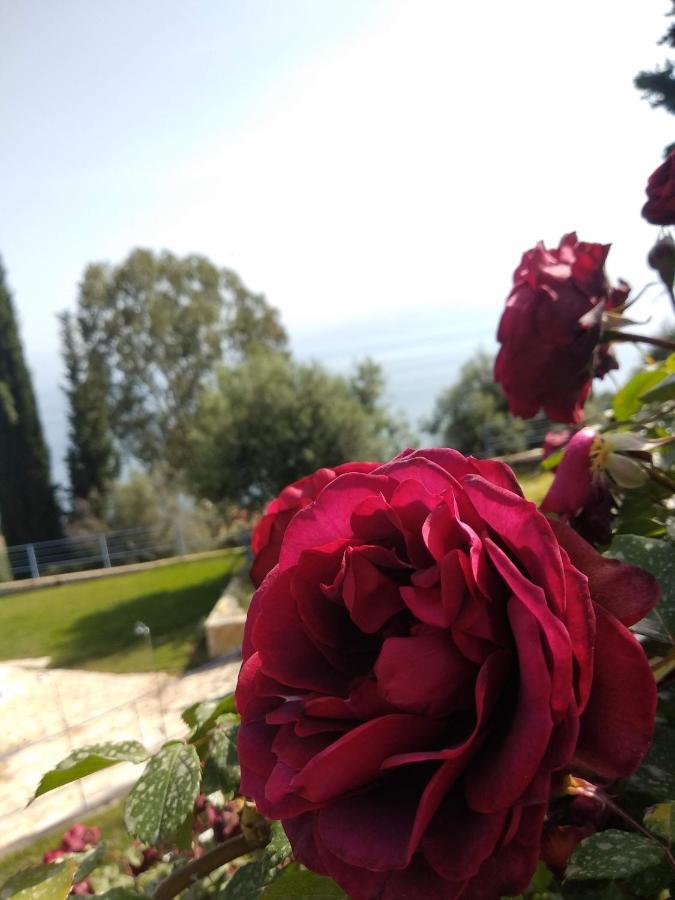 Hotel Theasis Παραλία Σεργούλας Εξωτερικό φωτογραφία